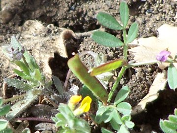 Ornithopus compressus e  Vicia sativa s.l.