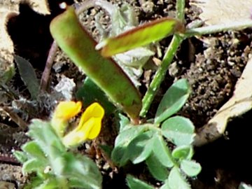 Ornithopus compressus e  Vicia lathyroides