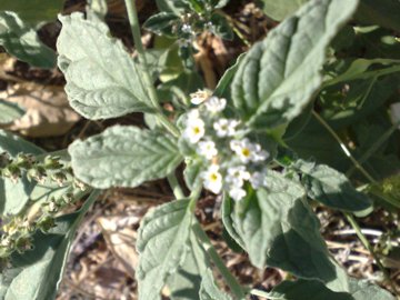 erba negli incolti - Heliotropium sp.