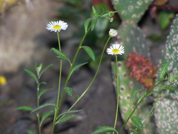 Da classificare - Erigeron karvinskianus DC.