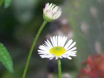 Da classificare - Erigeron karvinskianus DC.