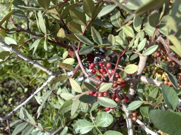 Pistacia lentiscus / Lentisco