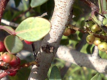 Pistacia lentiscus / Lentisco