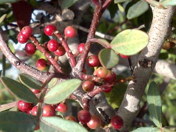 Pistacia lentiscus / Lentisco