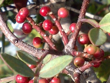 Pistacia lentiscus / Lentisco