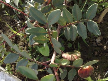 Pistacia lentiscus / Lentisco