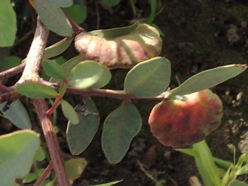 Pistacia lentiscus / Lentisco