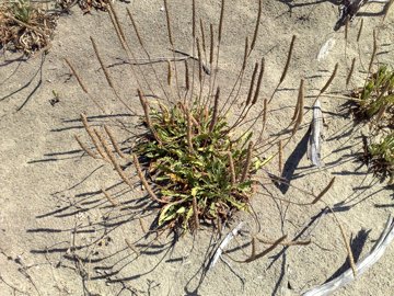 Plantago su dune - Plantago macrorrhiza