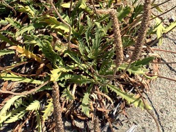 Plantago su dune - Plantago macrorrhiza