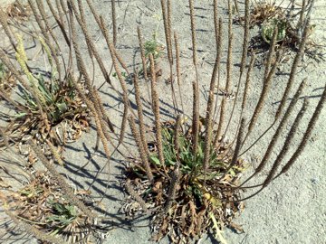 Plantago su dune - Plantago macrorrhiza