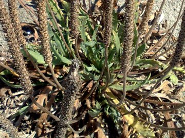 Plantago su dune - Plantago macrorrhiza