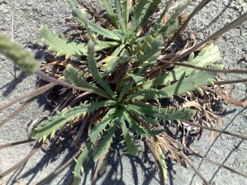 Plantago su dune - Plantago macrorrhiza