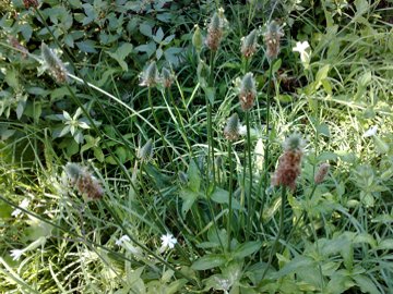 Specie di Plantago (P. lanceolata e P. major)