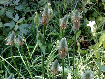 Specie di Plantago (P. lanceolata e P. major)