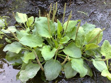 Specie di Plantago (P. lanceolata e P. major)