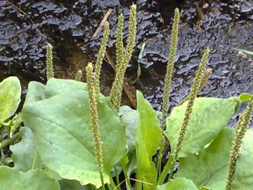 Specie di Plantago (P. lanceolata e P. major)