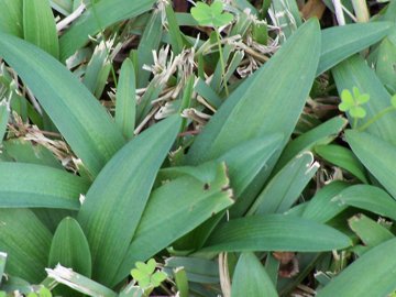 Orchidee in un prato