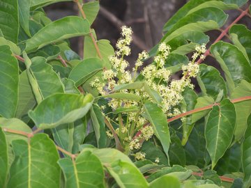 Ailanthus altissima / Ailanto