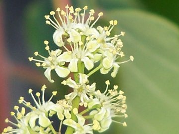 Ailanthus altissima / Ailanto