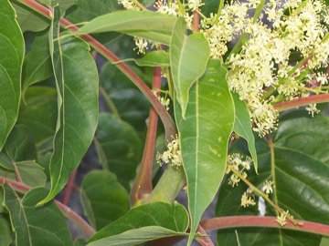 Ailanthus altissima / Ailanto