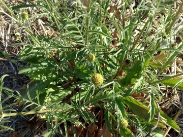 Scabiosa sui Colli Albani