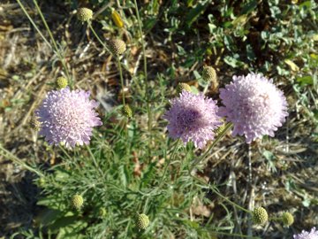 Scabiosa sui Colli Albani