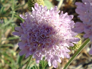 Scabiosa sui Colli Albani