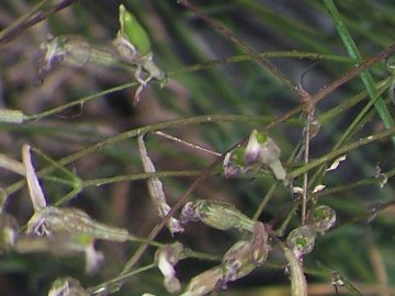 Silene italica subsp. sicula