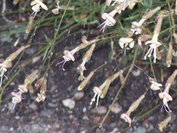 Silene italica subsp. sicula