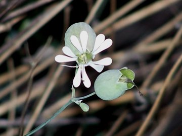 Silene vulgaris / Silene rigonfia