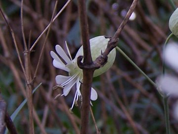 Silene vulgaris / Silene rigonfia