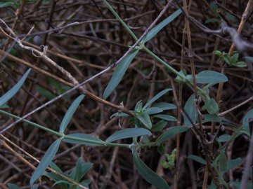 Silene vulgaris / Silene rigonfia