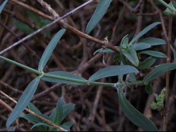 Silene vulgaris / Silene rigonfia