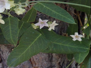 Pianta rampicante