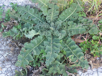 Verbascum sinuatum