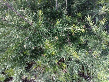 Grevillea juniperina