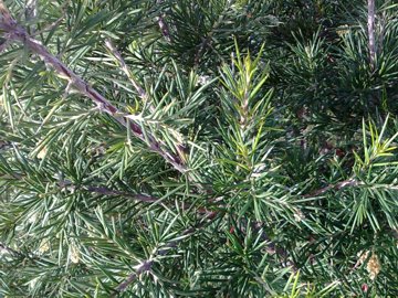 Grevillea juniperina