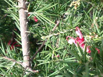 Grevillea juniperina