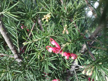 Grevillea juniperina