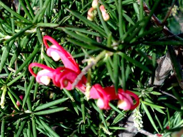 Grevillea juniperina