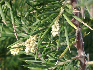 Grevillea juniperina