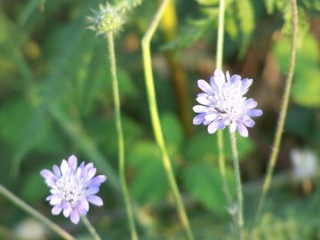 Rassomiglia ad un fiordaliso - no, Scabiosa sp.