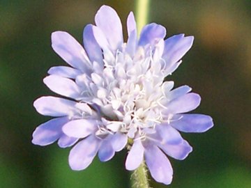 Rassomiglia ad un fiordaliso - no, Scabiosa sp.