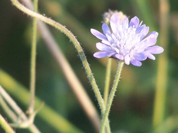 Rassomiglia ad un fiordaliso - no, Scabiosa sp.