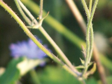 Rassomiglia ad un fiordaliso - no, Scabiosa sp.