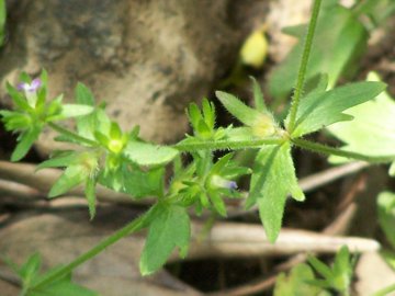 Campanula erinus / Campanula minore