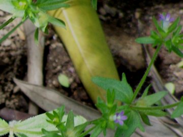 Campanula erinus / Campanula minore