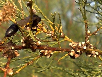 Tamarix sp.  (Caryophyllales - Tamaricaceae)