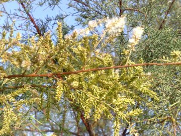 Tamarix sp.  (Caryophyllales - Tamaricaceae)