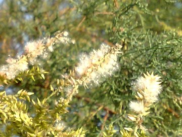 Tamarix sp.  (Caryophyllales - Tamaricaceae)